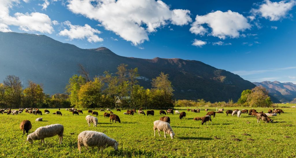 Why Antibiotic and Hormone Free Meat Is Changing the Way We Eat