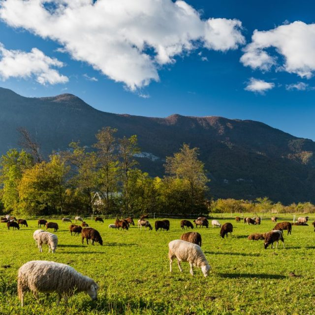 Why Antibiotic and Hormone Free Meat Is Changing the Way We Eat