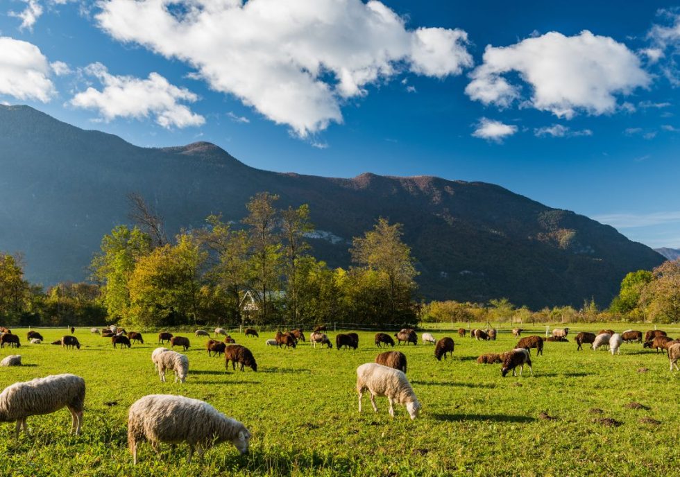 Why Antibiotic and Hormone Free Meat Is Changing the Way We Eat