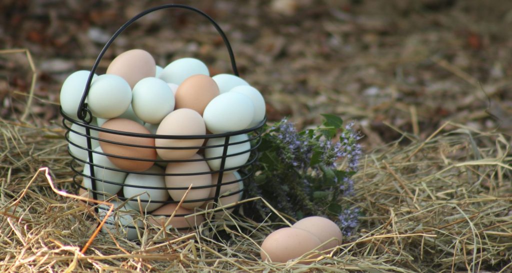Why the Best Pasture Raised Eggs Stand Out from the Rest