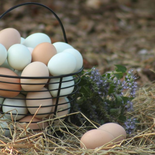 Why the Best Pasture Raised Eggs Stand Out from the Rest