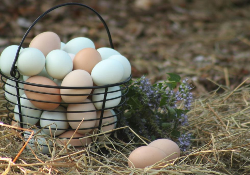 Why the Best Pasture Raised Eggs Stand Out from the Rest