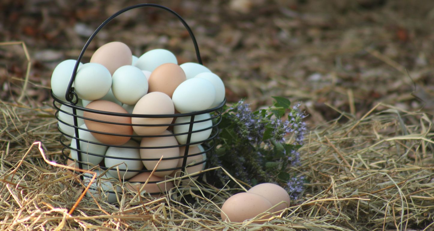 Pastured Eggs Featured Image