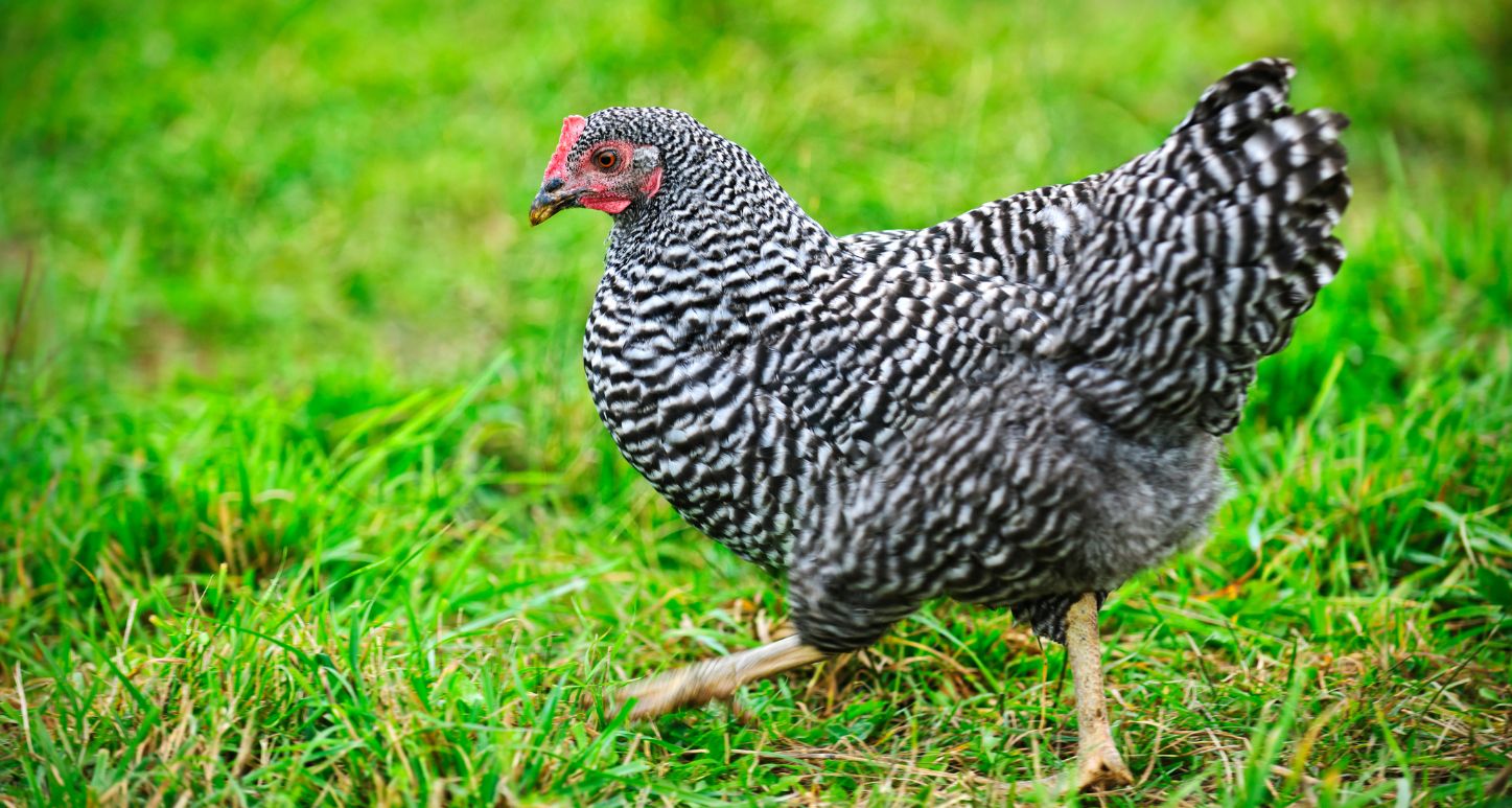 pasture eggs showing chicken walking on grass