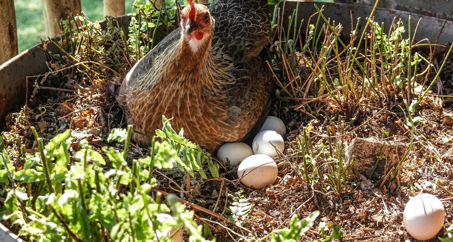 Pasture Raised Chicken Eggs showing chicken with its eggs