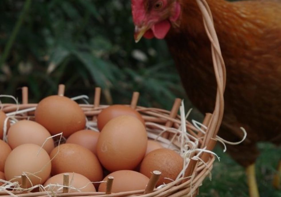 http://Basket%20of%20eggs%20with%20hen%20looking%20in