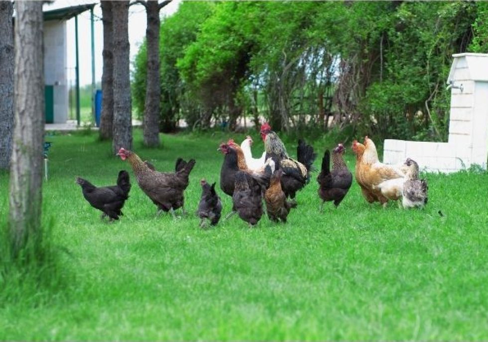 http://chickens%20grazing%20in%20pasture