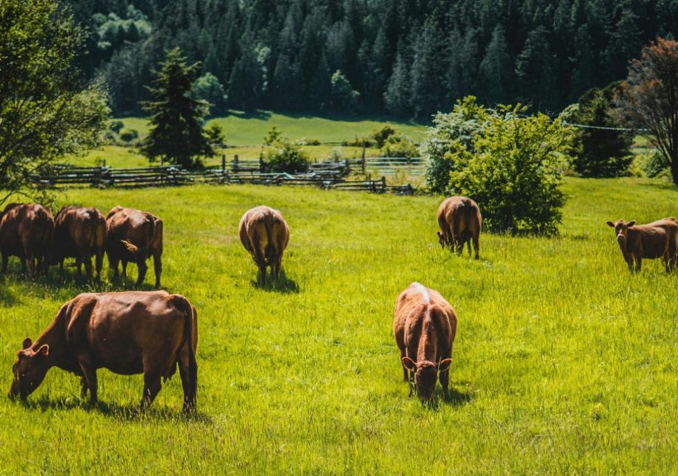 How Our Animals Are Raised: Transparency from the Local Farm You Buy Meat From