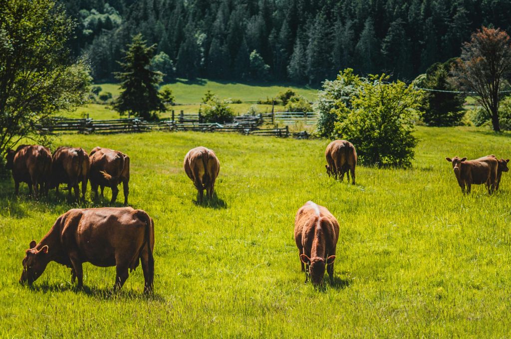 How Our Animals Are Raised: Transparency from the Local Farm You Buy Meat From
