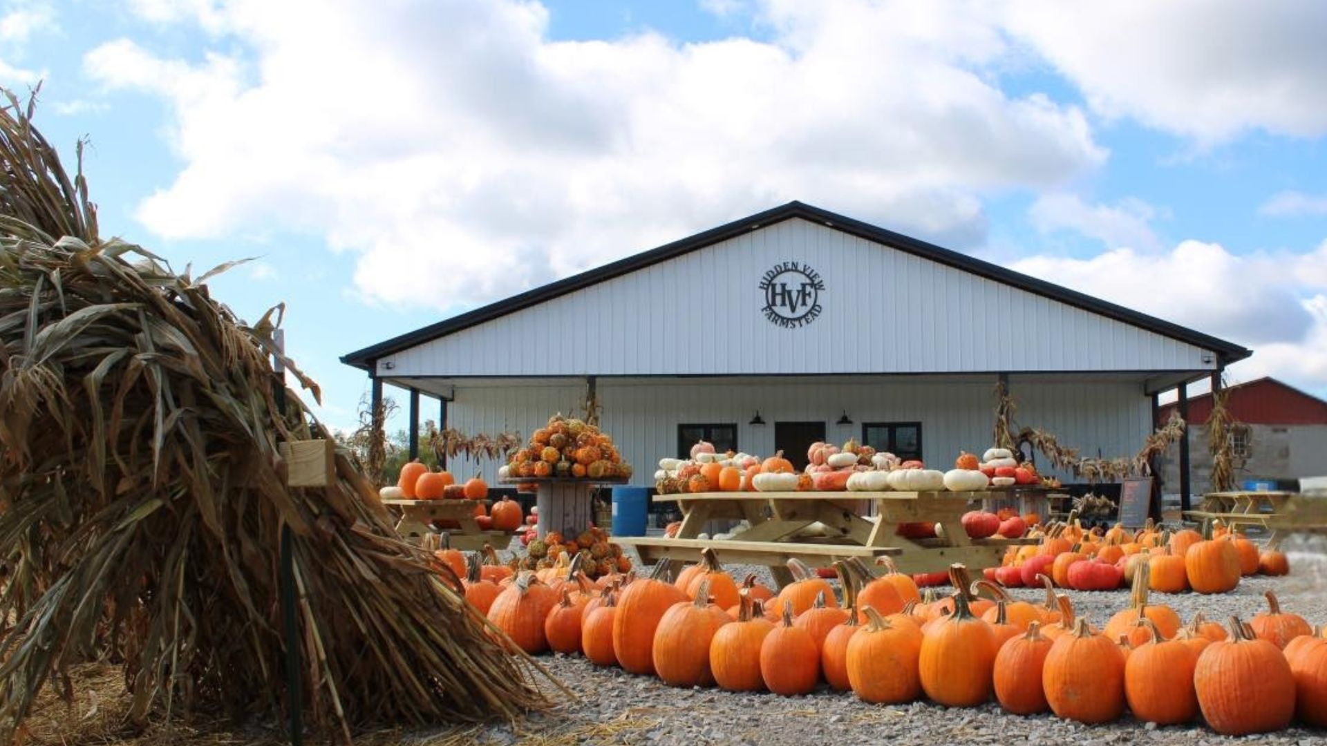 Pumpkin Patch Featured Image