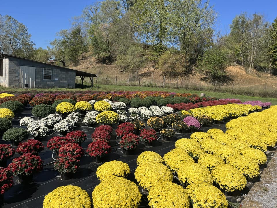 Mums white, yellow and red
