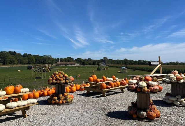 Pumpkins on table