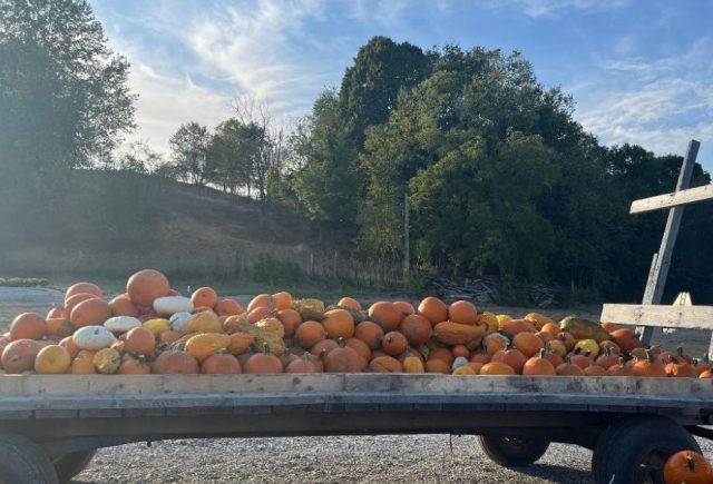 Pumpkins on truck