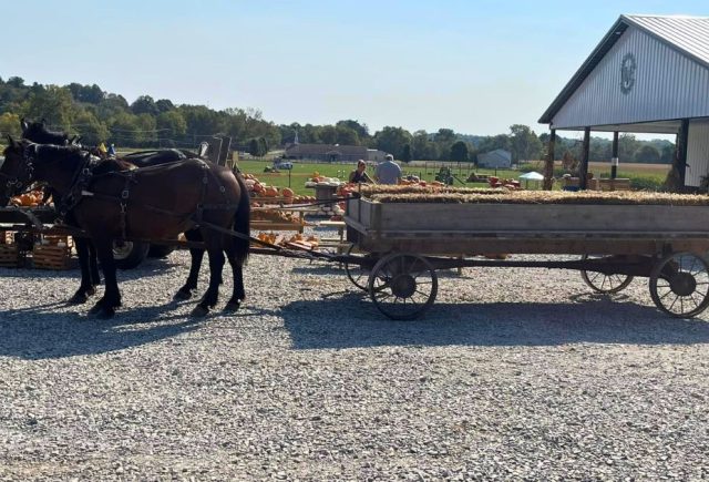 Horses pulling a wagon full of hay for wagon ride